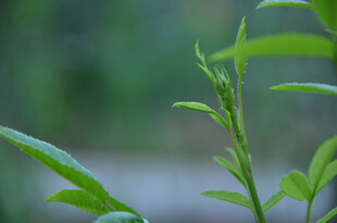嫩绿新枝绽生机
