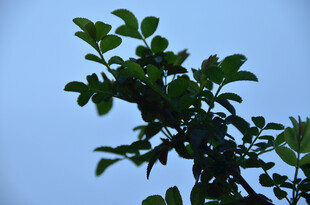 蓝天映衬下的翠绿枝叶