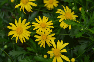 黄色小菊花绽放