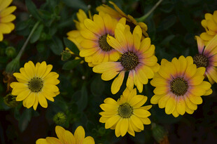 黄色蓝目菊雏菊绽放的美丽画面