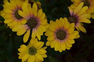 黄色蓝目菊花朵特写