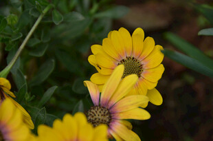 黄色蓝目菊雏菊绽放美丽瞬间