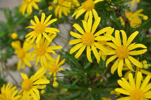 绽放的黄色黄金菊小花