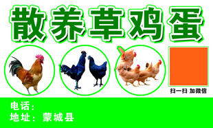 散养草鸡蛋宣传海报
