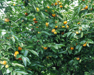 挂满果实的繁茂橘子树