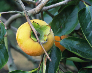 枝头黄柿挂绿叶相映衬