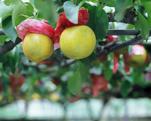 枝头黄果系红绸