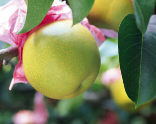 枝头青苹果绿叶相伴