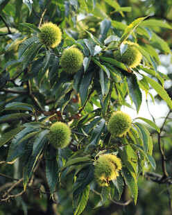 枝头饱满的绿色板栗果实