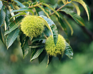 枝头的嫩绿板栗果实