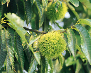 枝头饱满的绿色板栗果实