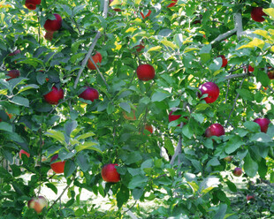 硕果累累的苹果树