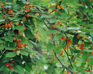 绿叶间的红色浆果