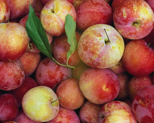 新鲜多汁的成熟桃子