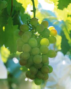 阳光下的青葡萄串