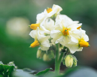 马铃薯绽放的美丽花朵