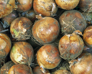 一堆新鲜的洋葱