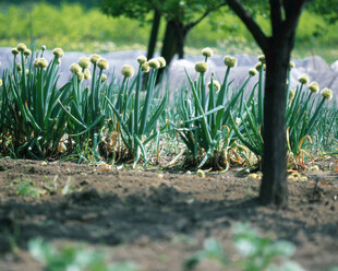 春日葱郁的花卉与树木景观