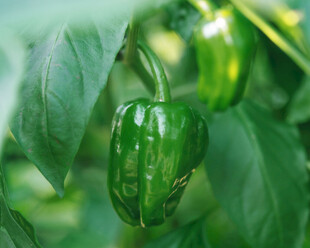 翠绿青椒挂枝头