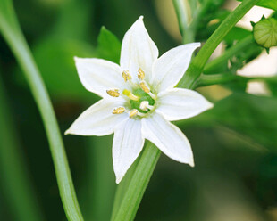 白色星状小花特写