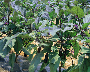 田间茂盛的辣椒植株