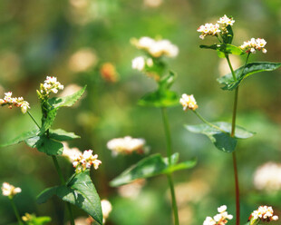 清新野花卉特写