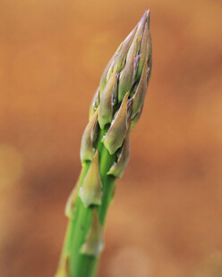 鲜嫩芦笋尖特写