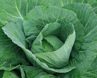 新鲜卷心菜特写