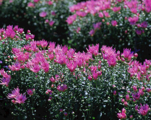 粉色繁花簇拥的美丽景致