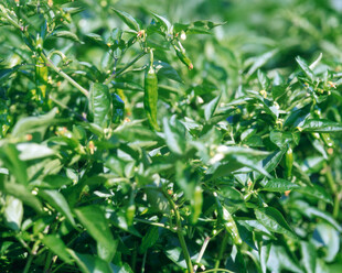 翠绿繁茂的植物枝叶