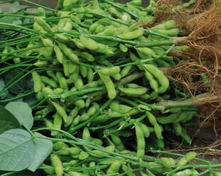 新鲜毛豆堆带根绿叶相伴