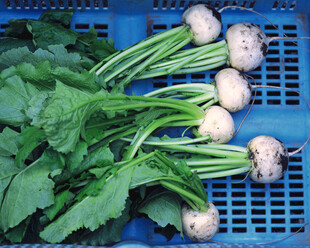 新鲜带叶苤蓝蔬菜