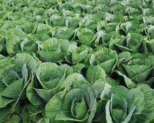 大片卷心菜农田景观