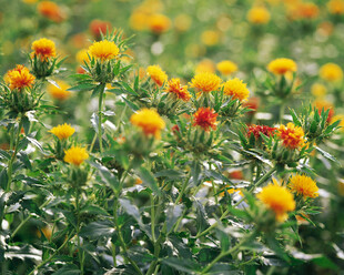 绚烂花丛中的多彩花朵