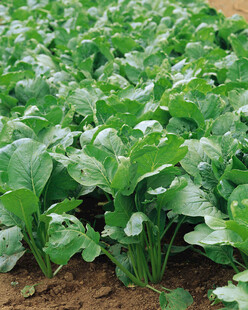 绿色蔬菜田生机盎然