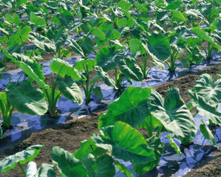 整齐的卷心菜种植田