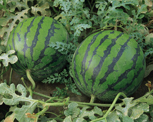 田间成熟的两个大西瓜