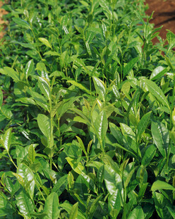 翠绿鲜嫩的茶叶植株
