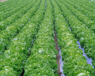 整齐排列的绿色植物田