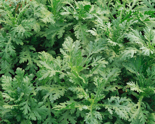 翠绿繁茂的植物叶片