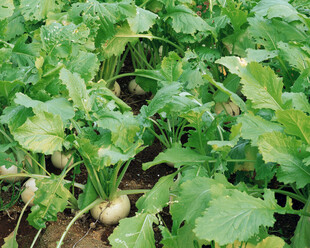 萝卜种植地的翠绿景象