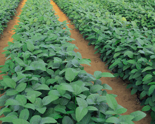 整齐排列的绿色农作物田