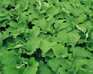 翠绿繁茂的绿叶植物