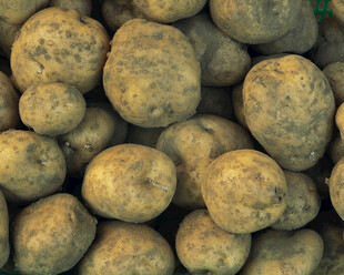 一堆新鲜的黄褐色土豆