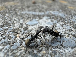 地面上的两只互动蚂蚁