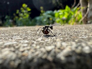 路面上的独行蚂蚁
