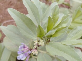 淡紫小花与灰绿叶片植物