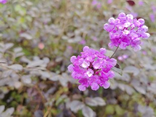 两朵娇艳紫花绽放野外