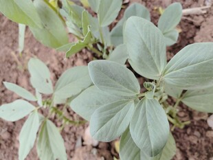 嫩绿植物特写