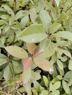 绿叶间的多彩植物